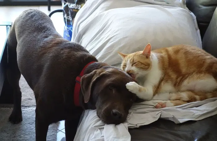 Cats & Dogs Picture 2