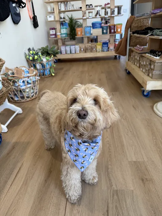 Doggee Club Picture 2