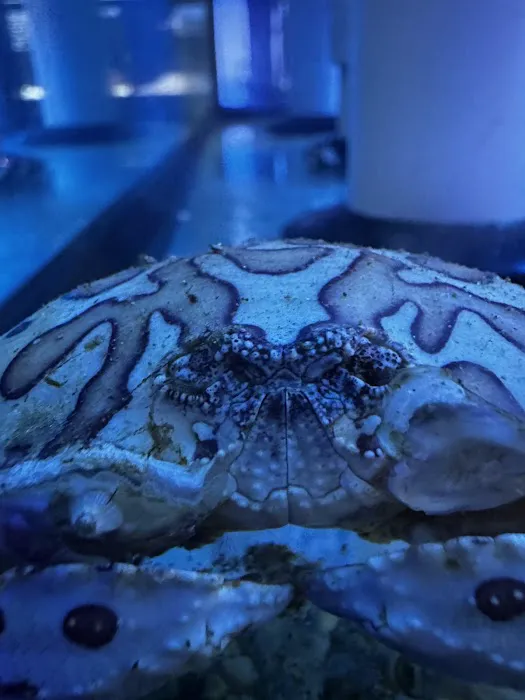 Art’s Underwater Reef Picture 3