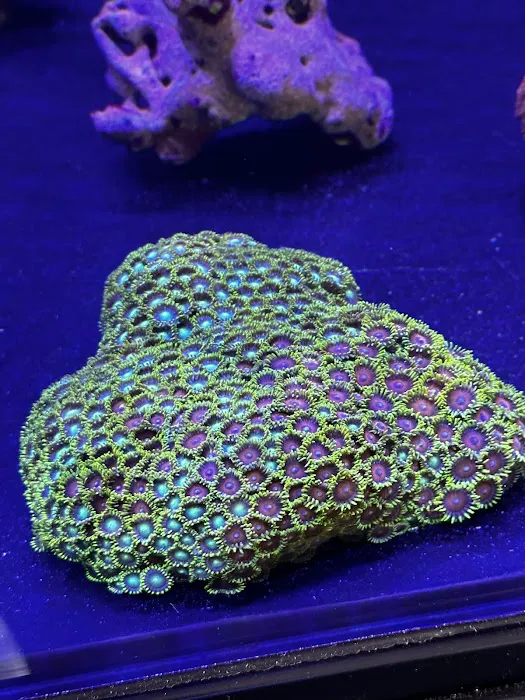 Art’s Underwater Reef Picture 9