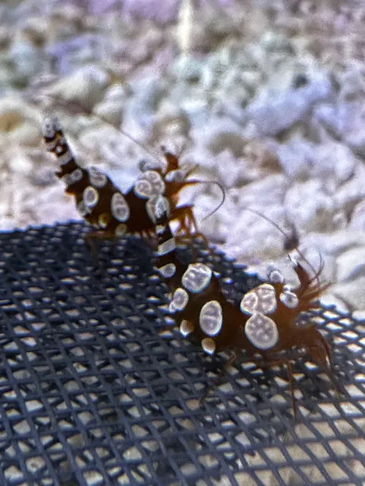 Art’s Underwater Reef Picture 6