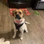 Inwood Animal Center