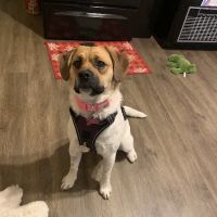 Inwood Animal Center ico