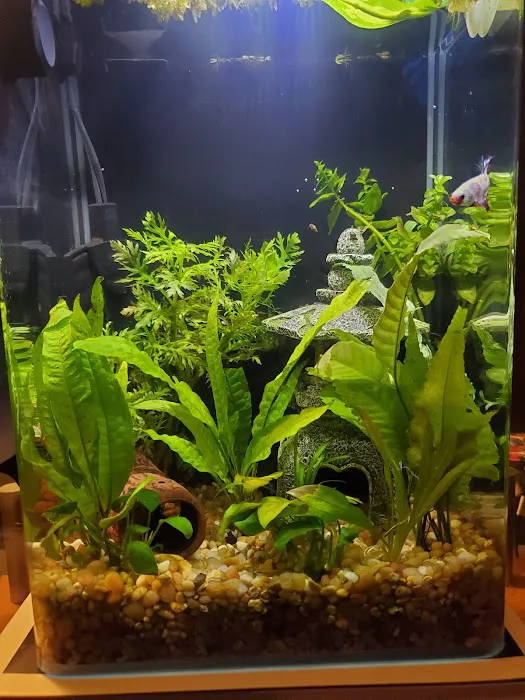 Tropical Imports Picture 10