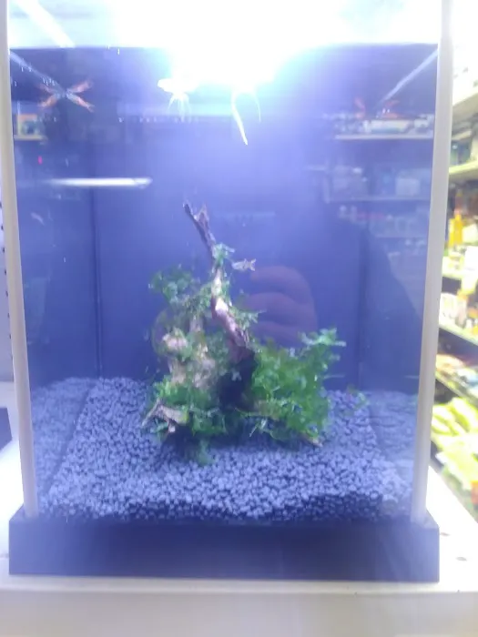 Tropical Imports Picture 3