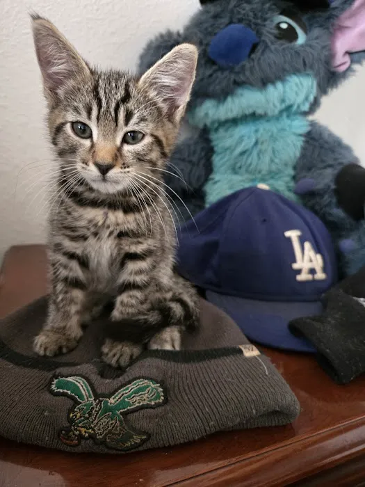 Petco Picture 5