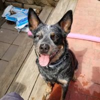 Martinsburg Animal Hospital ico