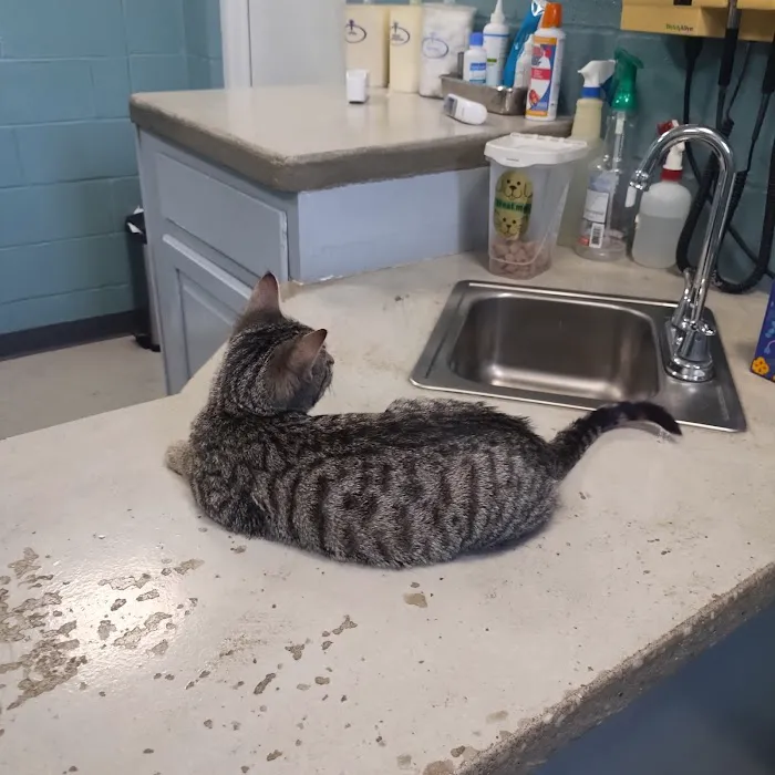 Martinsburg Animal Hospital Picture 7