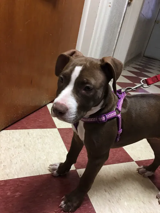 Martinsburg Animal Hospital Picture 5