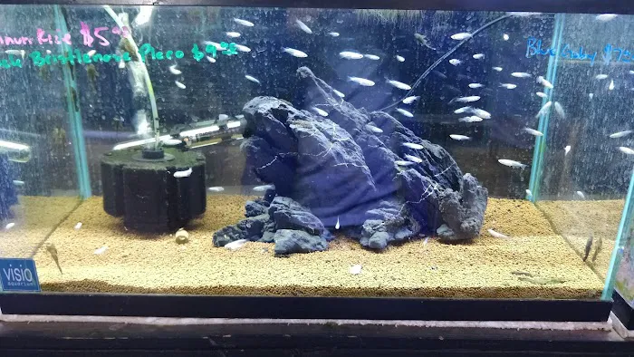 C K Fish World Picture 9