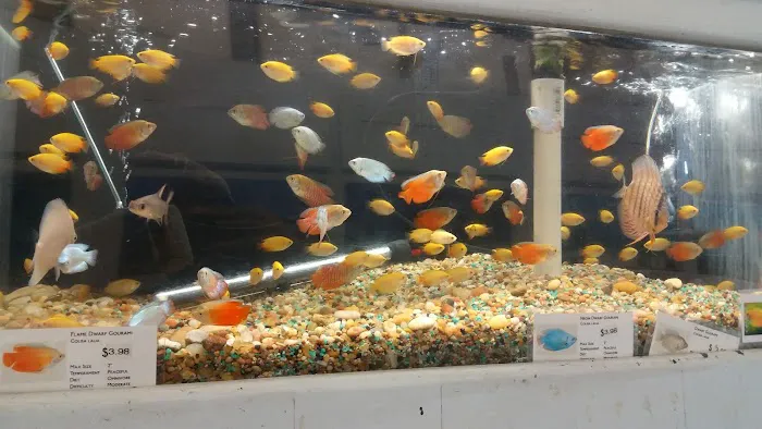 C K Fish World Picture 1