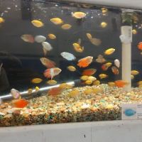 C K Fish World ico