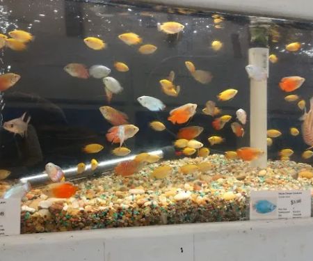 C K Fish World