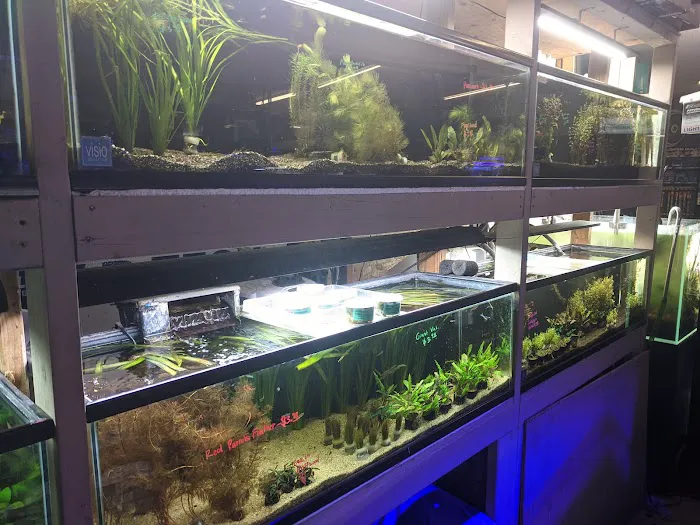 C K Fish World Picture 3