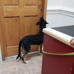 Spring Mills Veterinary Hospital