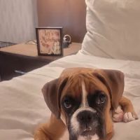 Ark Animal Clinic ico