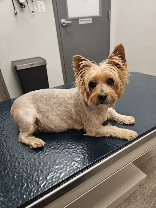 Plaza Pet Clinic Picture 10