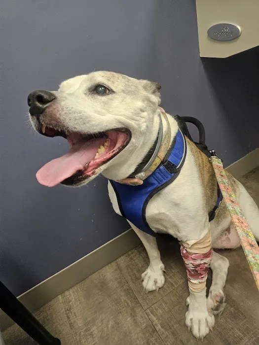 Plaza Pet Clinic Picture 4