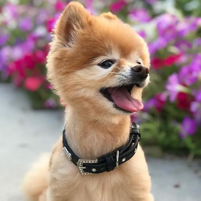 Vanderpump Pets Picture 3