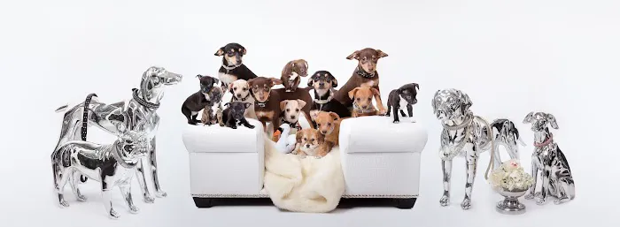 Vanderpump Pets Picture 9