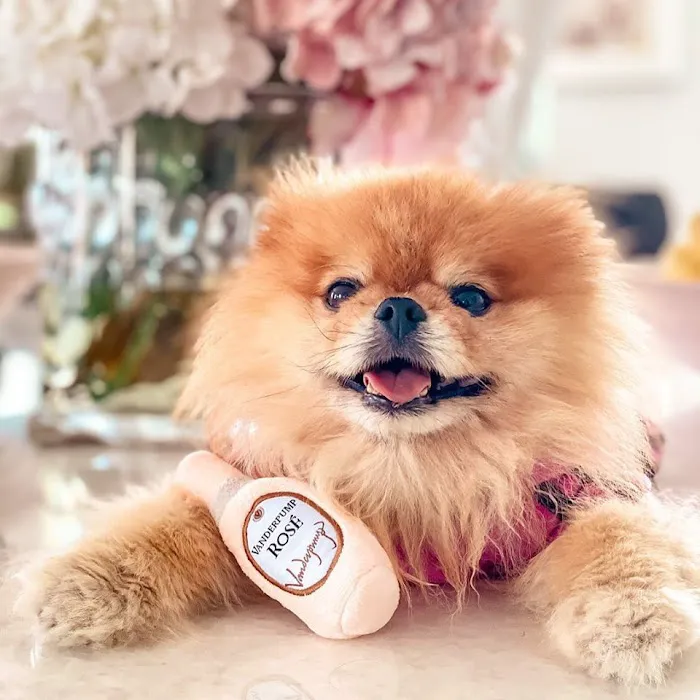 Vanderpump Pets Picture 5