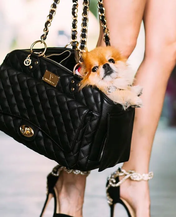 Vanderpump Pets Picture 8