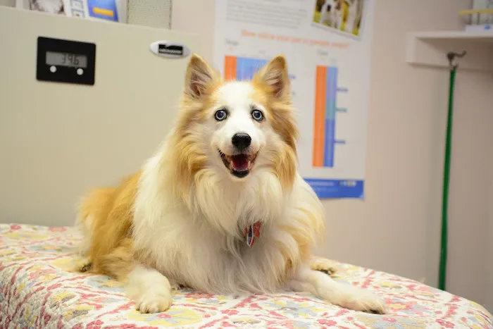 Roseville Veterinary Clinic Picture 5