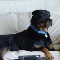 Kingdom Animal Hospital ico