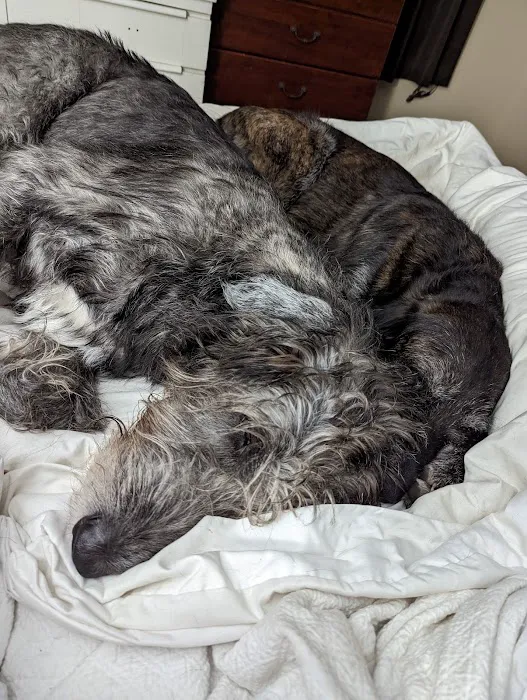 Kingdom Animal Hospital Picture 4
