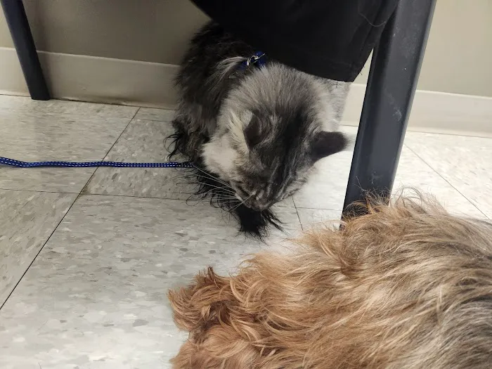 Kingdom Animal Hospital Picture 10