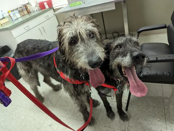 Kingdom Animal Hospital Picture 7