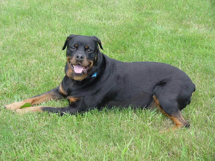 Kingdom Animal Hospital Picture 2