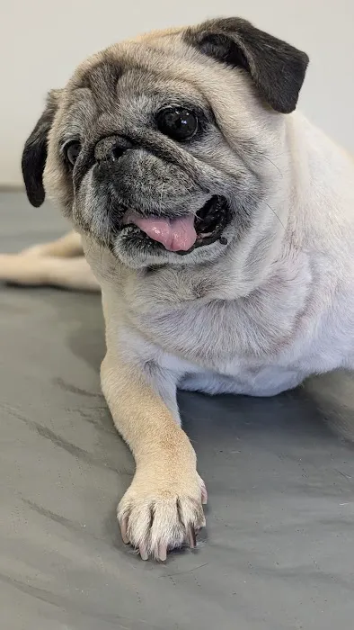 Kingdom Animal Hospital Picture 8