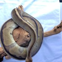Allan's Pet Center - West LA ico