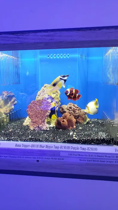 7 Seas Tropical Fish Picture 3