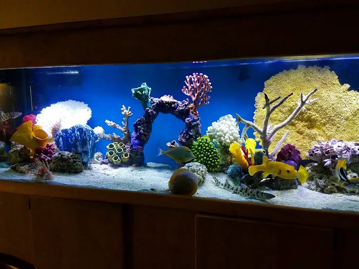 7 Seas Tropical Fish Picture 6