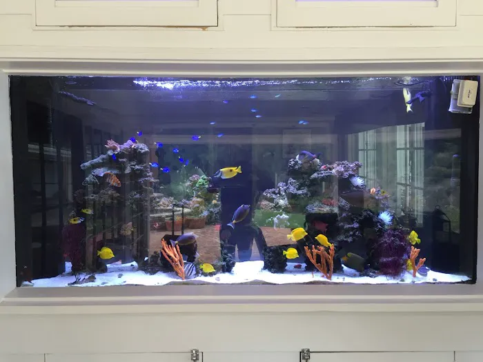 7 Seas Tropical Fish Picture 4