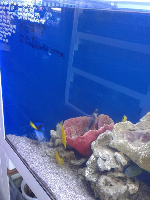 7 Seas Tropical Fish Picture 1