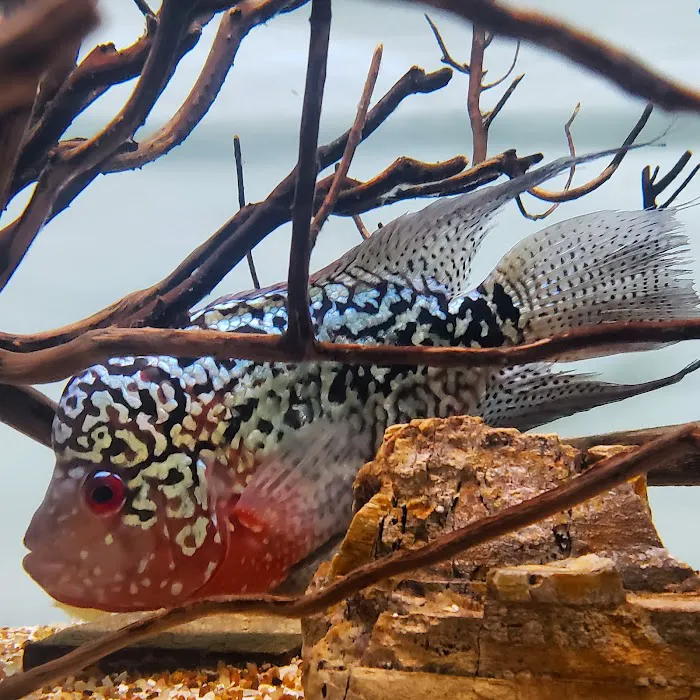 7 Seas Tropical Fish Picture 8