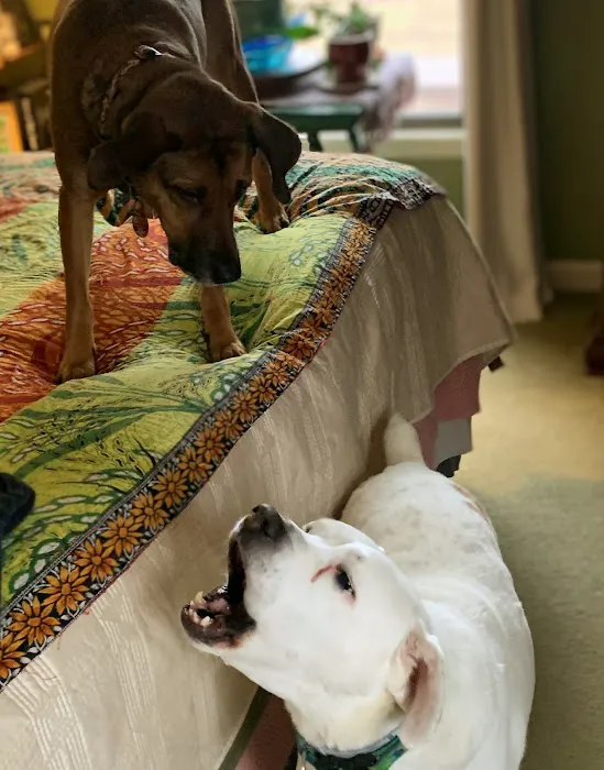 Winchester Animal Hospital Picture 6