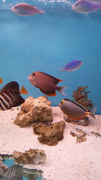 Yo's Aquarium Picture 10