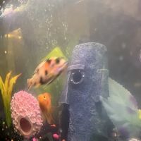 Yo's Aquarium ico