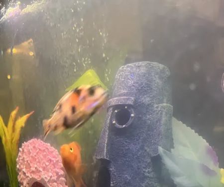 Yo's Aquarium