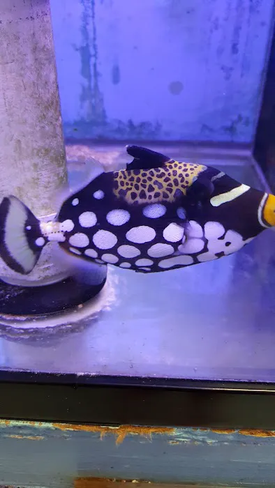 Yo's Aquarium Picture 6