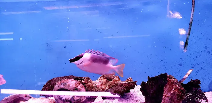 Yo's Aquarium Picture 4