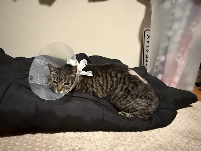 Valley Veterinary Emergency Hospital and Referral Center Picture 5