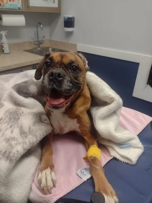 Valley Veterinary Emergency Hospital and Referral Center Picture 6