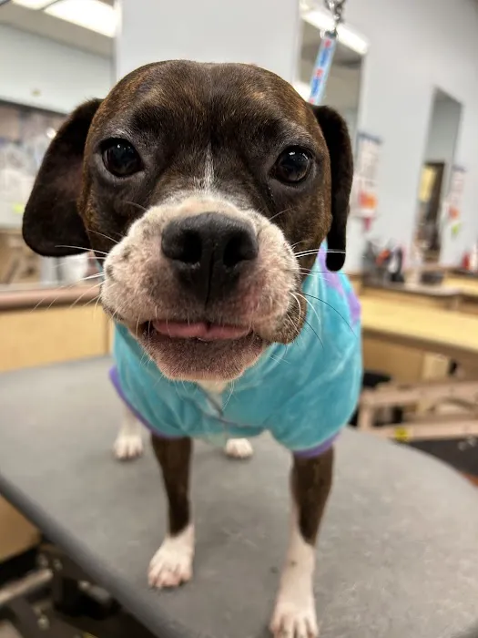 Banfield Pet Hospital Picture 7