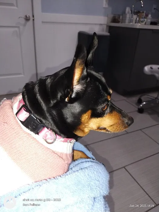 Meadow Branch Animal Hospital Picture 6