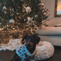 Drippy Pets ico
